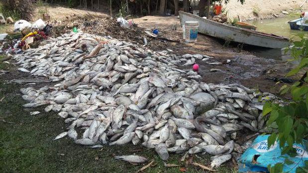 Muerte de peces en La Molina puso en riesgo salud de vecinos - 1