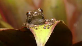 Ranas diminutas: Describen dos nuevos anfibios para la ciencia en Ecuador