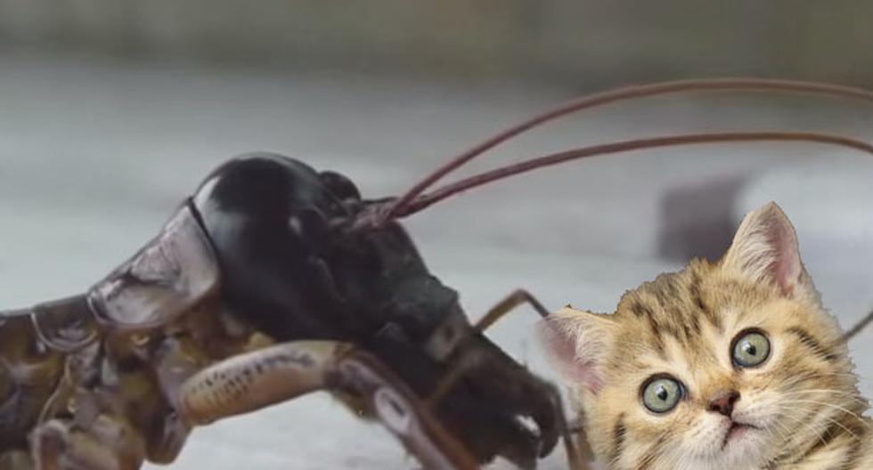 Este video de YouTube nos mostrará el resultado de una rara batalla entre un pobre gato ante un insecto gigante. (Foto: captura)