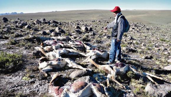 La caza furtiva y las sequías afectan a la población de vicuñas