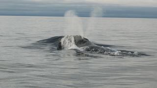 Científicos graban por primera vez el canto de una de las ballenas más desconocidas del planeta