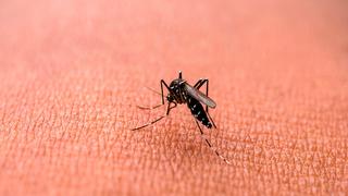 Día Internacional contra el Dengue: datos claves que debes tener en cuenta sobre esta enfermedad