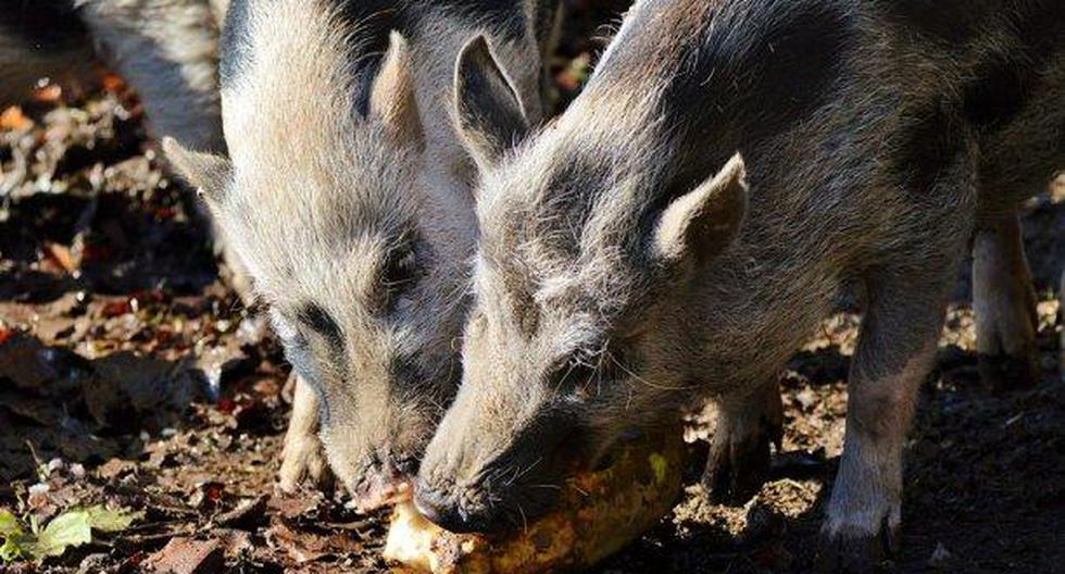 Se desconoce cuál fue el destino de ambos cerdos. (Foto: Pixabay)