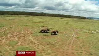 La vida de un rinoceronte, desde su óptica [VIDEO]