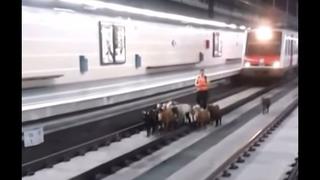 Un rebaño de cabras invadió una estación de trenes en Barcelona