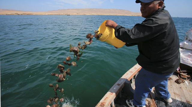 Fotos: Conchas de abanico 'sembradas' en Paracas se multiplican - 7