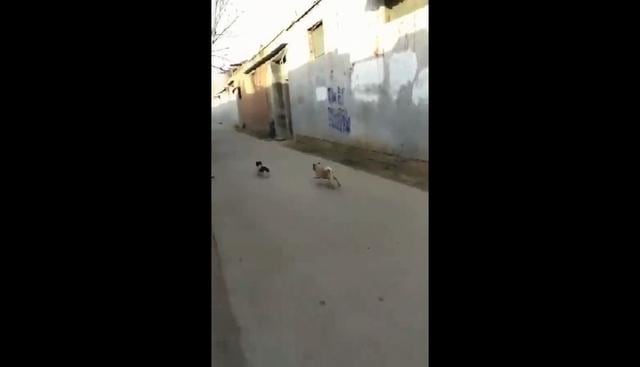 Un perro de raza "pug" protagonizó la tierna escena en la que persiguió a un cachorro y luego tuvo que huir por el contraataque de sus amigos. El video en Facebook se volvió viral. (Foto: captura).