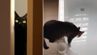 Gato curioso aprendió que debe alejarse de las tinas con agua y escena se volvió viral