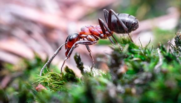 ¿Las hormigas pueden detectar el cáncer con su olfato? Esto revela estudio | ¿Qué es lo que dice precisamente este estudio? En esta nota te contaremos todo lo que debes conocer al respecto sobre este importante tema. (Foto: Pexels)