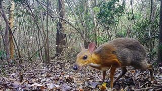 Reaparece el ciervo ratón, un misterioso animal que se creía extinto desde hace 30 años | VIDEO
