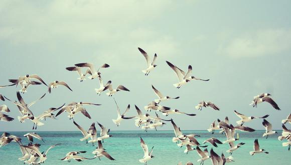 Las aves son más numerosas que los humanos. (Pixabay)