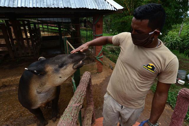 Un trabajador acaricia a un tapir en el zoológico de Joya Grande, incautado al cártel de drogas Los Cachiros en el municipio de Santa Cruz de Yojoa, departamento de Cortés, Honduras. (AFP / ORLANDO SIERRA (AFP / ORLANDO SIERRA)