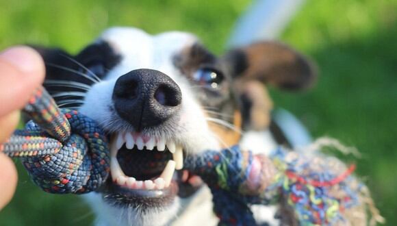 Si se acumula mucho sarro se pueden producir infecciones en la boca de tu perro. (Foto: Michael Bußmann / Pixabay)