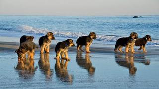 Conoce la increíble isla llena de cachorros que esperan ser adoptados