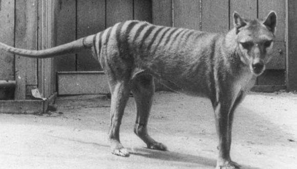 El último tigre de Tasmania murió en el zoo de Hobart en 1936. (GETTY IMAGES).