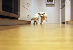  Mira en un minuto el crecimiento de unos cachorros (VIDEO) 