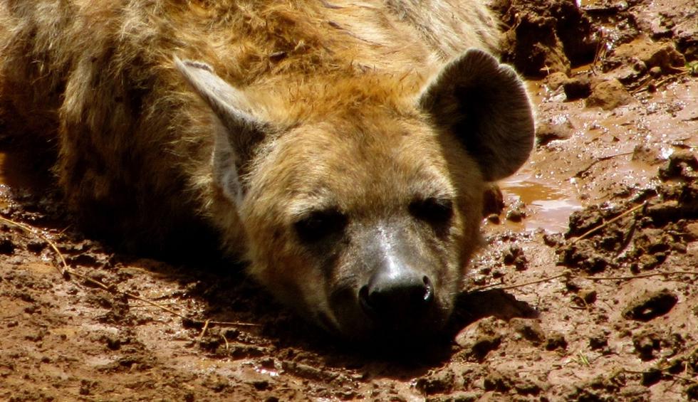 Mira el brutal ataque de una manada de leones a una solitaria hiena |  REDES-SOCIALES | EL COMERCIO PERÚ