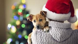 Navidad 2021: Aprende cinco consejos útiles para proteger a tus mascotas de los fuegos artificiales.