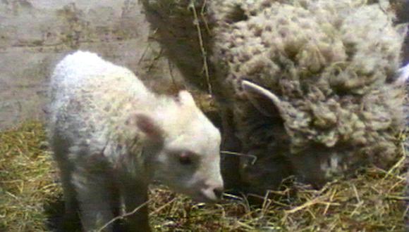 La imagen de televisión publicada el 23 de abril muestra a Dolly, el primer mamífero clonado con éxito de una célula adulta, fotografiada con su primer cordero, llamado 'Bonnie', en el Instituto Roslin de Edimburgo el 23 de abril. (Foto de WTN / AFP)