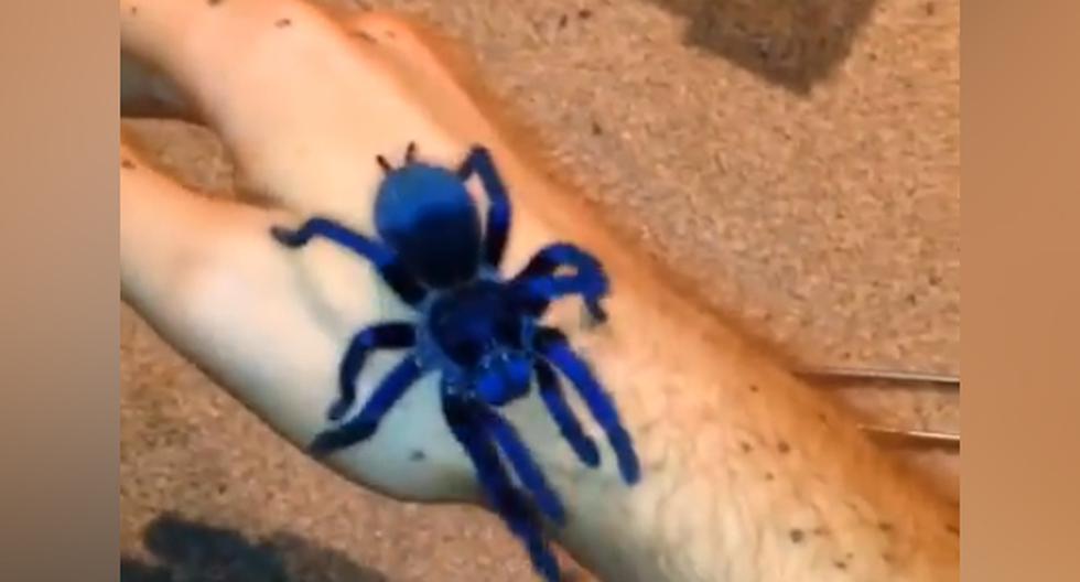 Una pareja encontró una tarántula de color azul y el animal los \'hipnotizó\' con su belleza. (foto: captura)