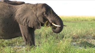 ADN de elefantes en combate al comercio ilegal de marfil