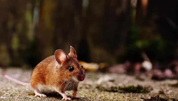 El hantavirus se transmite a través del contacto humano con heces, orina o saliva de algunos tipos de roedores. (Foto: Pixabay)