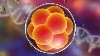 Científicos desarrollan un modelo de embrión humano a partir de células madre