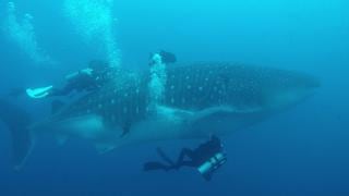 Los misterios del tiburón ballena en el Perú