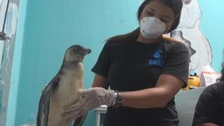 Rescatan a dos pingüinos que eran criados como mascotas en La Libertad