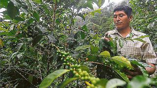 Homogenizar calidad de café será crucial para crear marca país