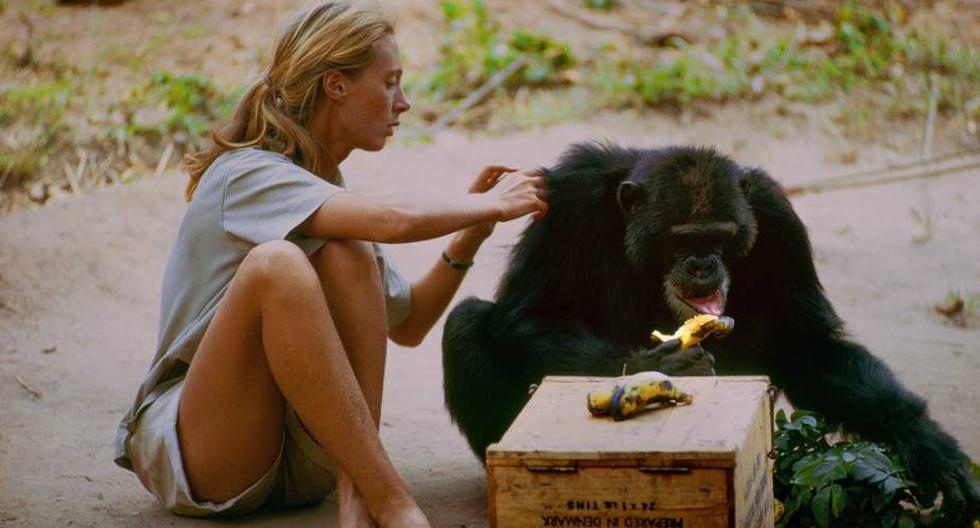 Jane Goodall, una científica excepcional (Foto: National Geographic)