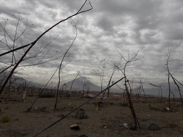 Arequipa: más de 20 mil árboles mueren por falta de agua | FOTOS