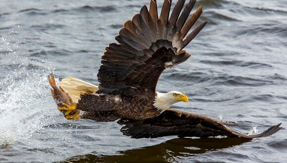 Un pulpo gigante intentó ahogar a un águila calva que se había abalanzado sobre él. (Pexels)