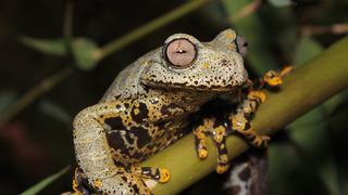 Ecuador: científicos hallan nueva especie de rana que evoca al universo fantástico de Tolkien