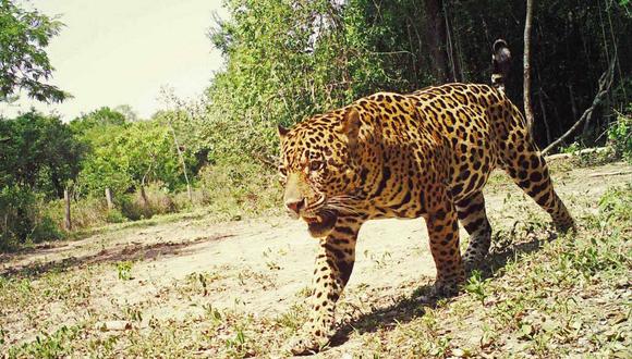 El jaguar es convertido en crema para la artritis y potenciador sexual. Sus colmillos son apetecidos y su carne a veces se utiliza para sopas. Sus huesos, incluso, se utilizan para hacer vino. Foto: Duston Larsen / San Miguelito.