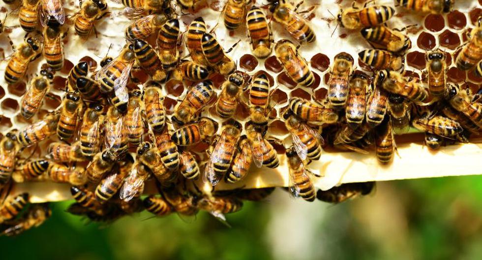 Imagen referencial de abejas. (Foto: Pixabay)