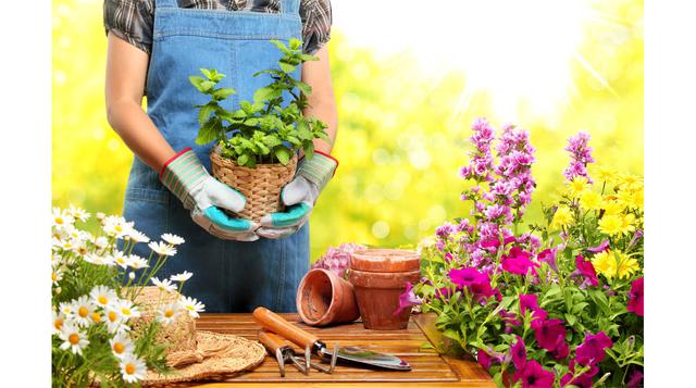 Nueve claves indispensables para cuidar tu jardín - 2