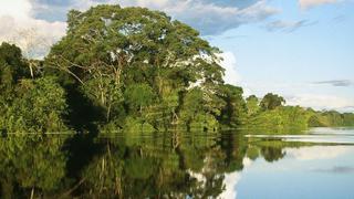 Conoce el proyecto de Restauración Ecológica de Adidas en Tambopata