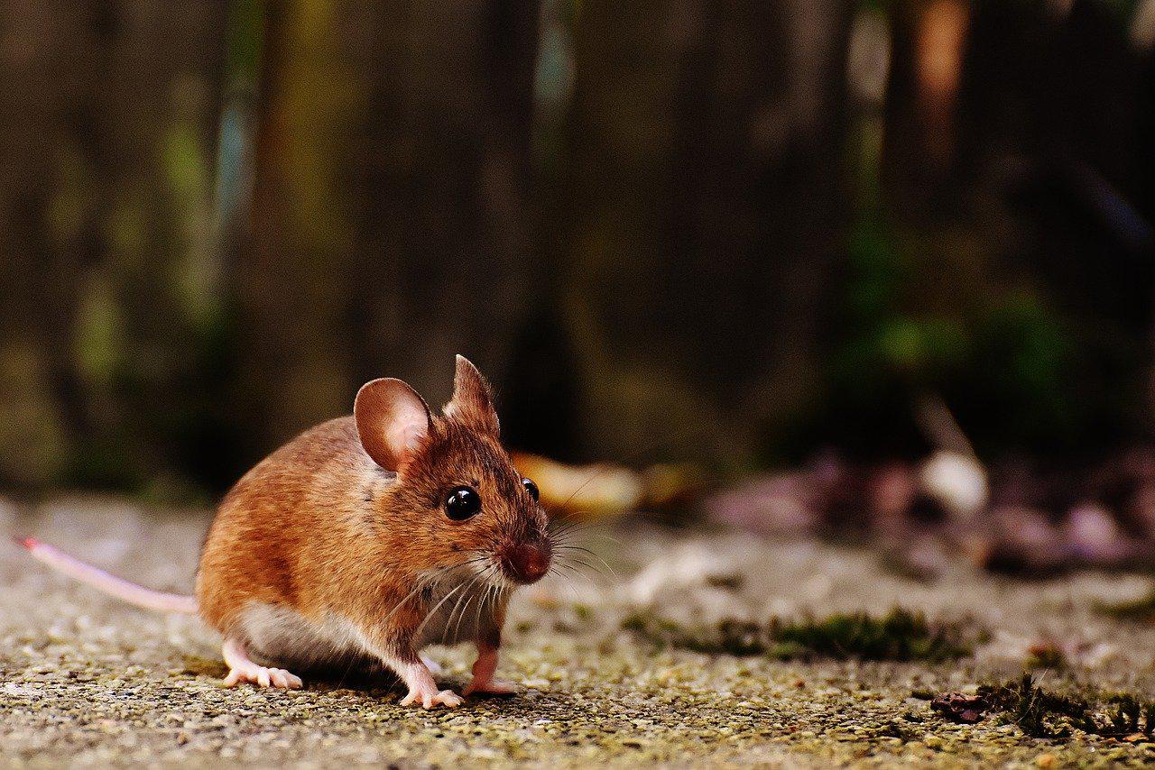 El hantavirus se transmite a través del contacto humano con heces, orina o saliva de algunos tipos de roedores. (Foto: Pixabay)
