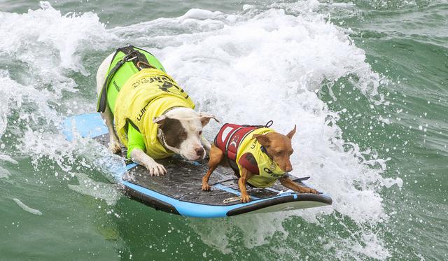 Faith y Rusty Wall compiten en el concurso Surf City Surf Dog 2019, en Huntington Beach, California (Estados Unidos). (Foto: Kyle Grillot/AFP)