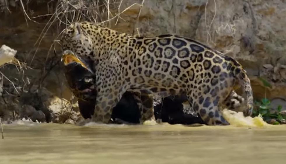 La tremenda batalla entre un jaguar y un caimán quedó grabada en una cámara con resolución 1080p. | YouTube