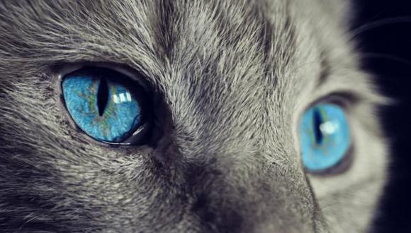 Los gatos, como la mayoría de los animales, tienen sistemas visuales completamente diferentes a los humanos. (Foto: EFE)