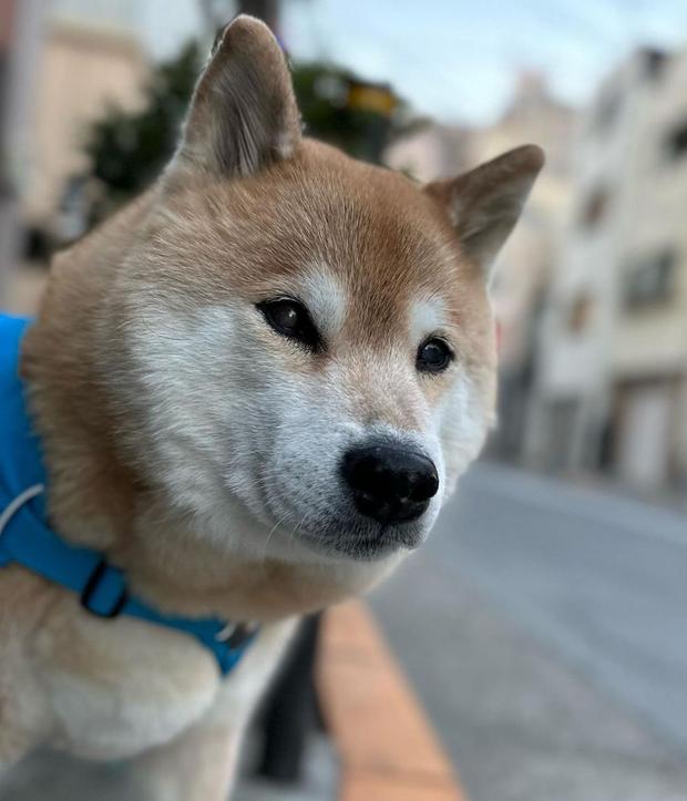 This dog is located at location 10 (Photo: Marutaro / Instagram)