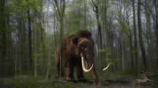 ¿Por qué se quiere considerar al mamut en "peligro de extinción" si no está en la Tierra hace miles de años?