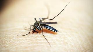Lima Sur: Minsa realiza jornada de prevención contra el dengue en varios distritos