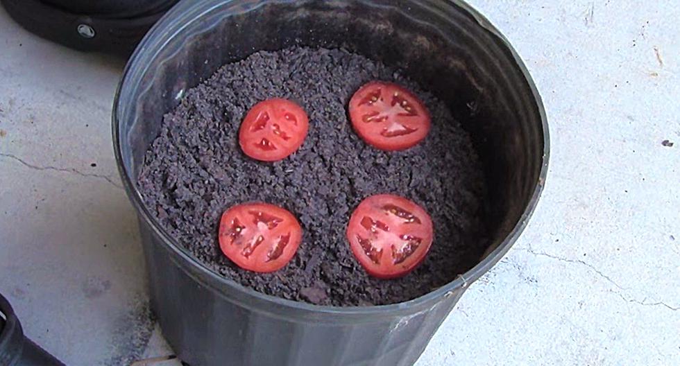 Esto es lo que sucede cuando pones 4 rodajas de tomate en una maceta. (Foto: Captura de YouTube)