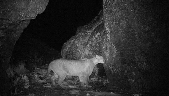 * Imagen principal: Imagen de cámara trampa de un puma en la Reserva Nacional Salinas y Aguada Blanca. Foto: Procarnívoros.