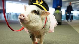 Lilou, la linda cerdita que ayuda a los viajeros en aeropuerto