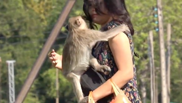 Mono travieso intenta robarle un beso a un turista en Tailandia. (Foto: Captura YouTube)