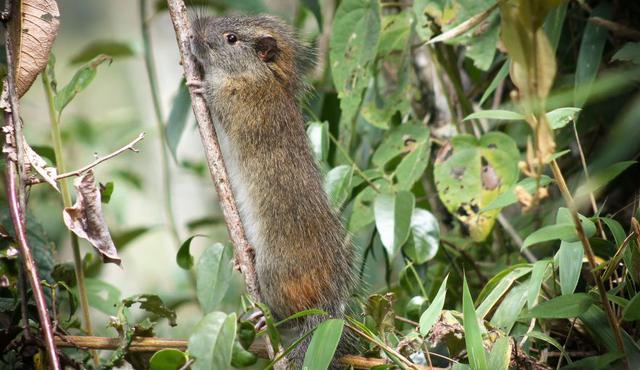 Luego de 10 años, rara especie de roedor es vista en Santuario de Machupicchu